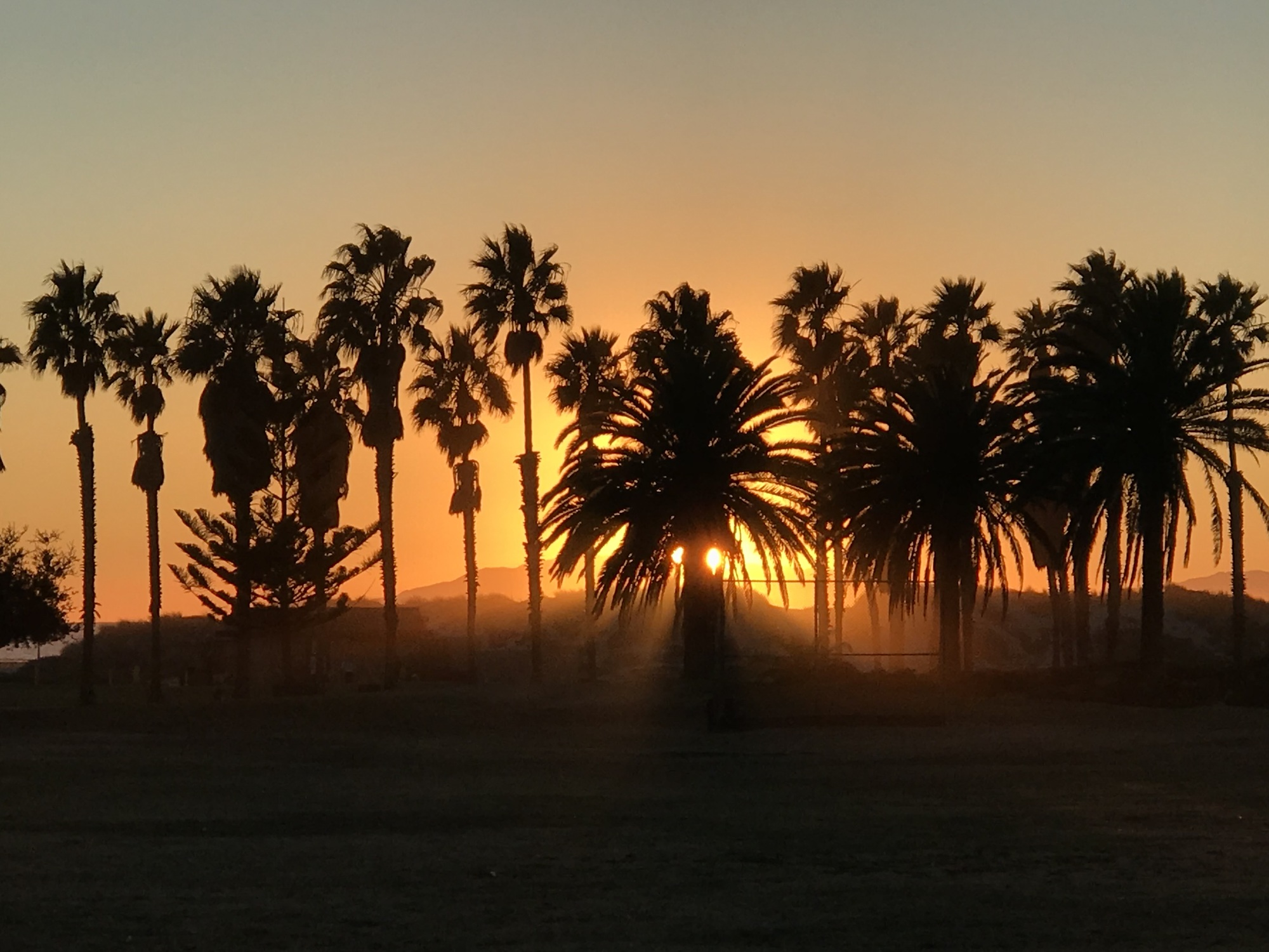 LA Trees